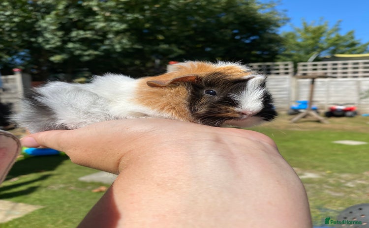 Guinea Pig rodents for sale - Advert 2