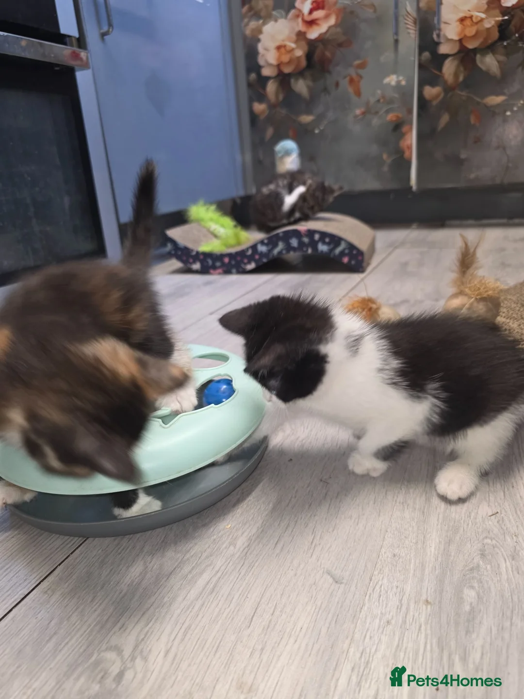Mixed Breed cats for sale: Kittens - Advert 11