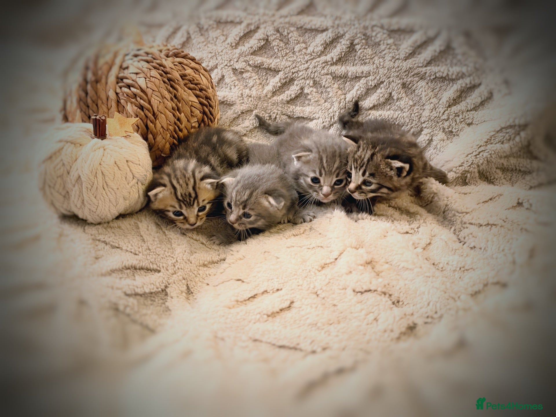 Mixed Breed cats Beautiful British Shorthaired Cross Kittens - Advert 12