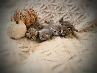 Mixed Breed cats Beautiful British Shorthaired Cross Kittens - Advert 12