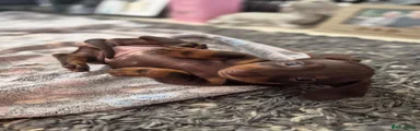 Miniature Dachshund 3
