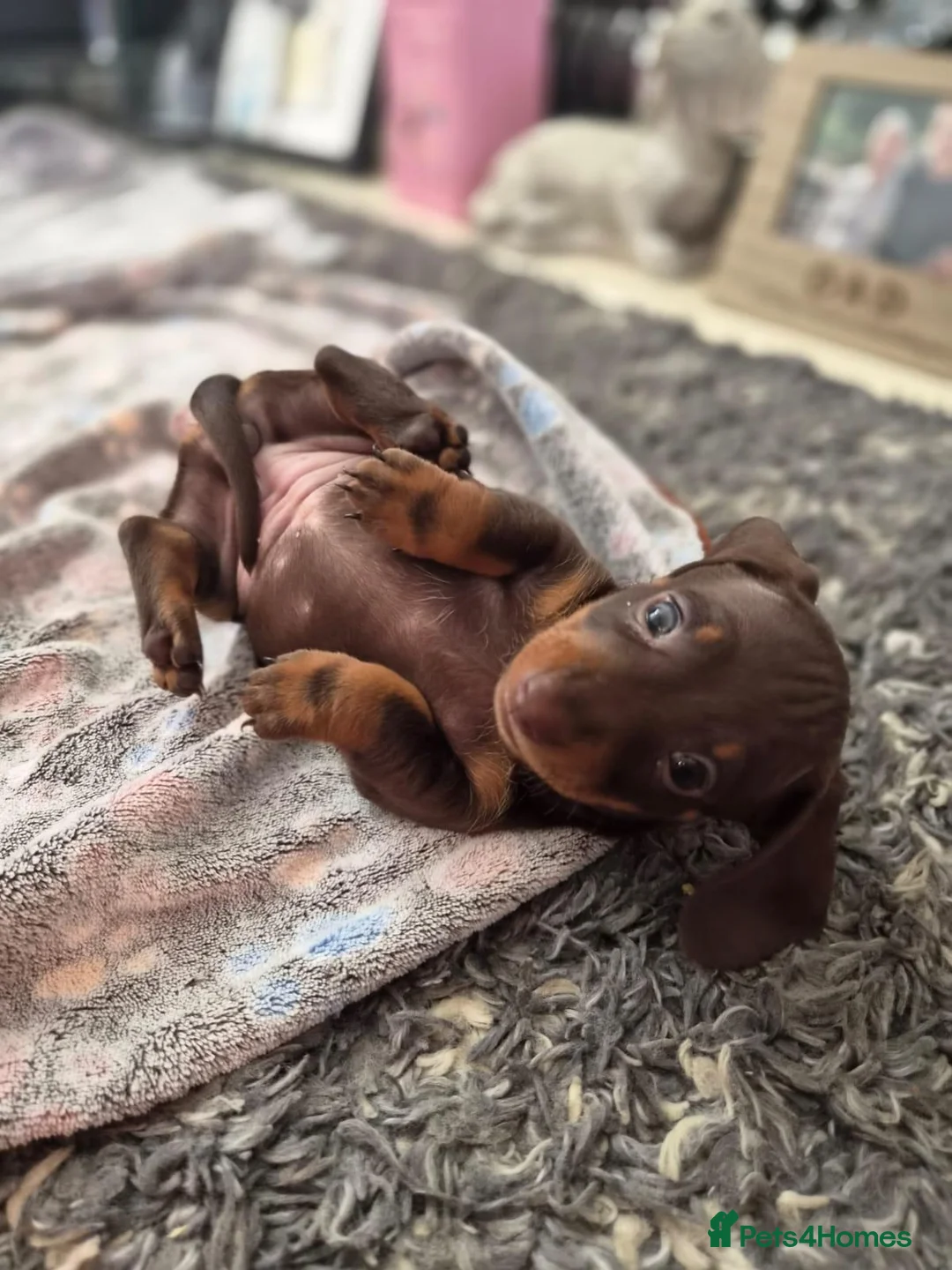 Miniature Dachshund dogs for sale: Beautiful litter of Miniature daschaund puppies  - Advert 14