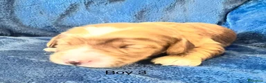 Cockapoo 4