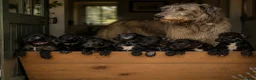 Deerhound dogs for sale: KC Reg Deerhound Puppies  - Advert 7