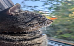 American Shorthair cats for sale: American Shorthair - Image 4
