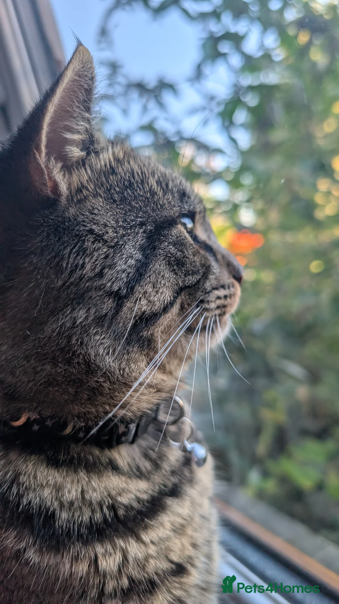 American Shorthair cats for sale: Bailey the Tabby Cat - Advert 4