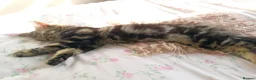 Mixed Breed cats for sale: Super fluffy baby boy - Advert 5