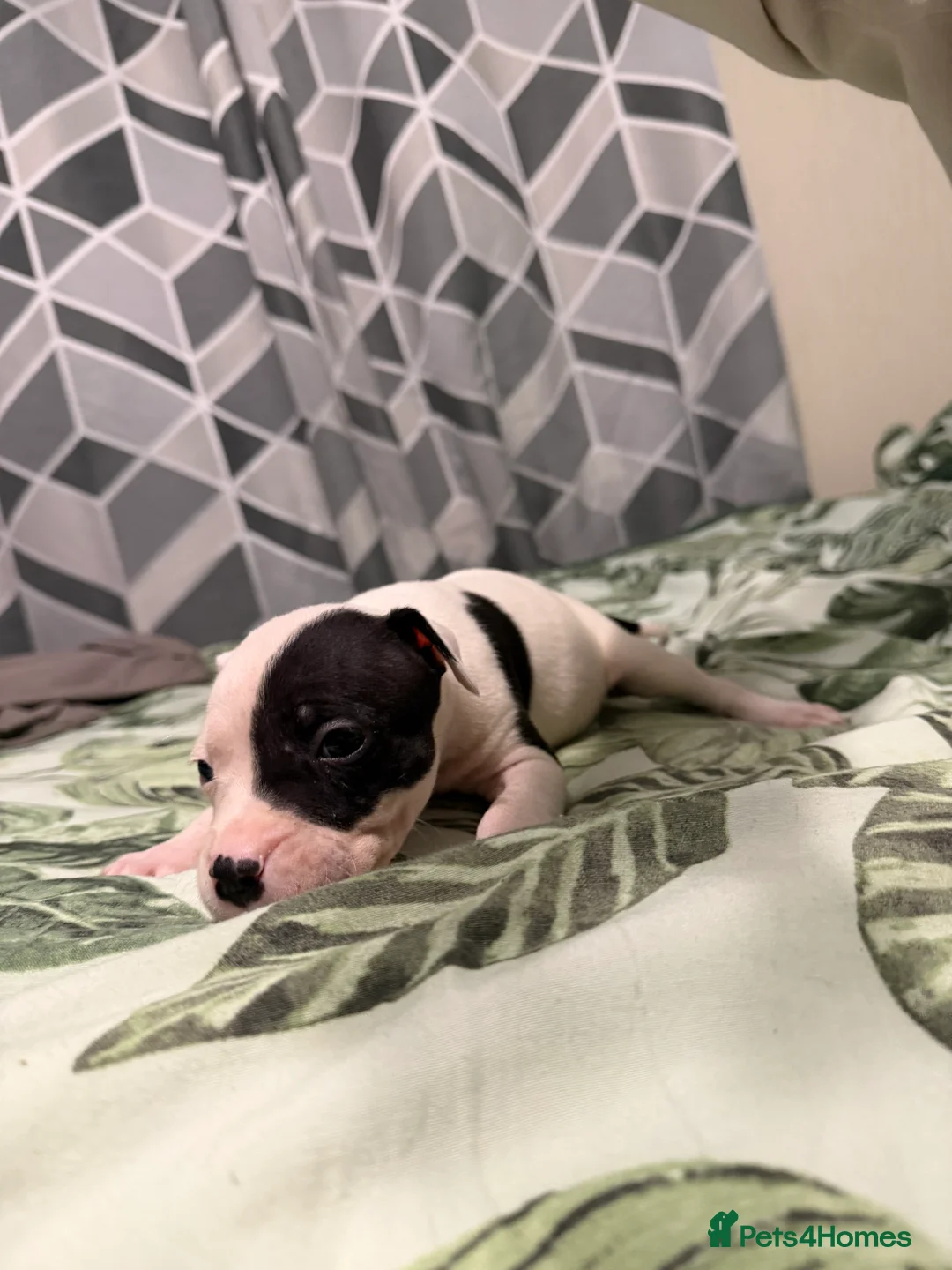 Mixed Breed dogs for sale: Puppies In Need Of New Home in Stoke-on-Trent - Advert 3