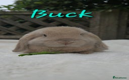 Mini Lop rabbits for sale: Beautiful mini lops boys and girls - Image 4