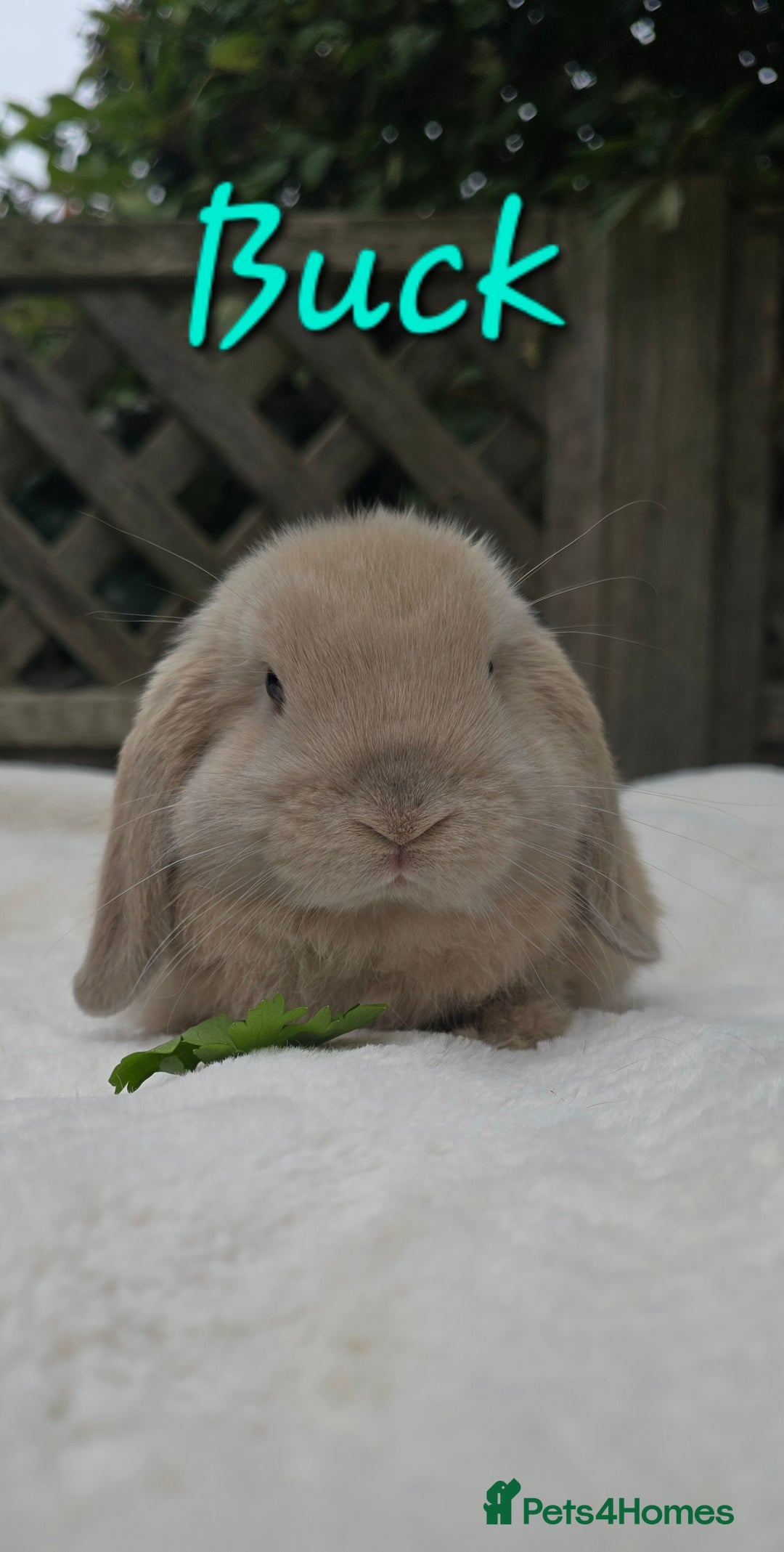 Mini Lop rabbits for sale: Beautiful mini lops boys and girls - Image 4