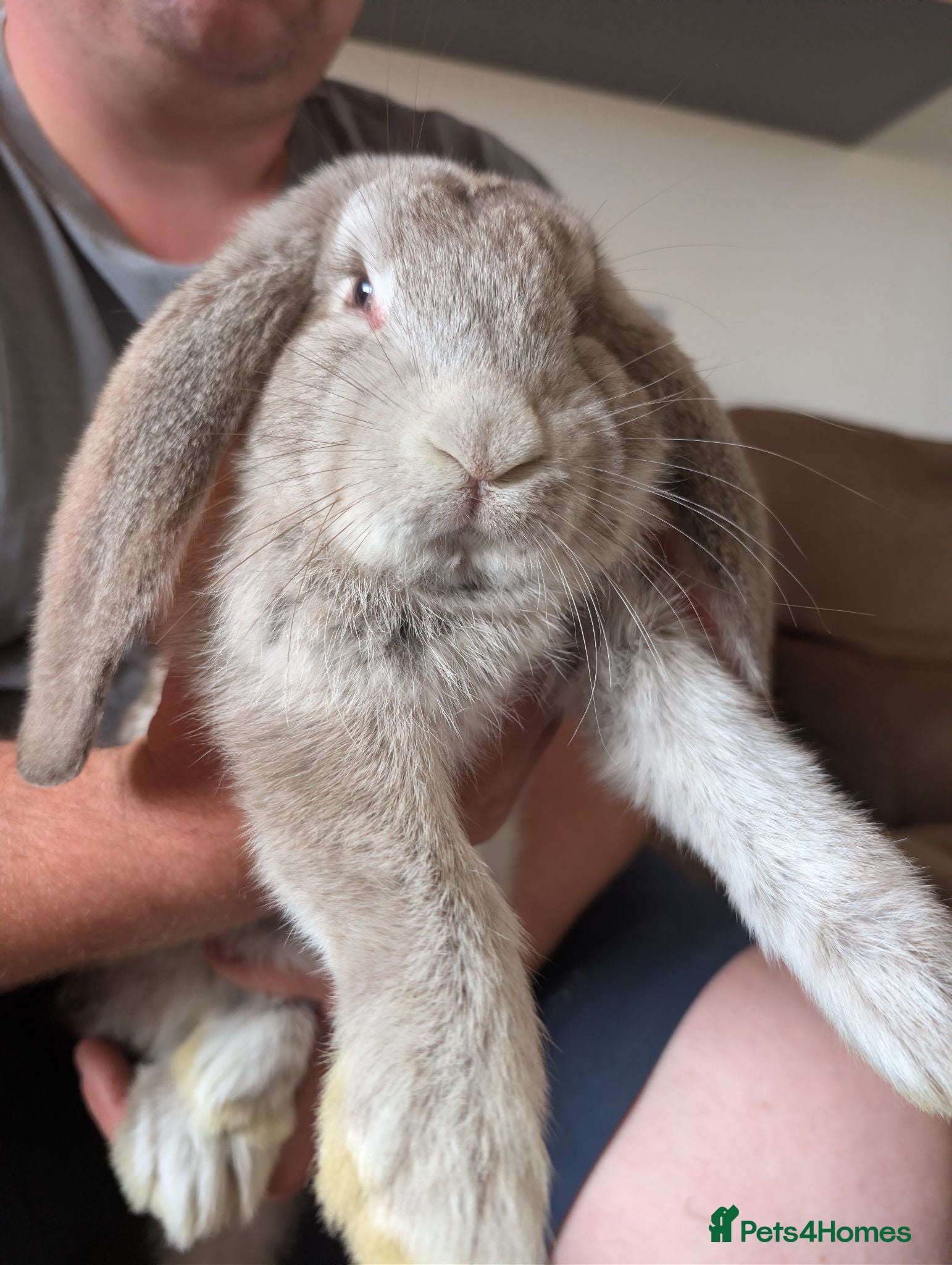 French Lop rabbits Beautiful French lops  - Advert 2