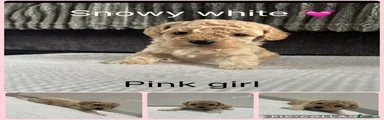 Cavapoo 5