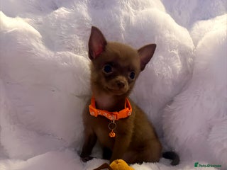 Pomchi dogs - Advert 1