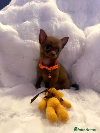 Pomchi dogs - Advert 1
