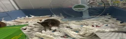 Hamster rodents for sale: Sweet little hamster  - Advert 3