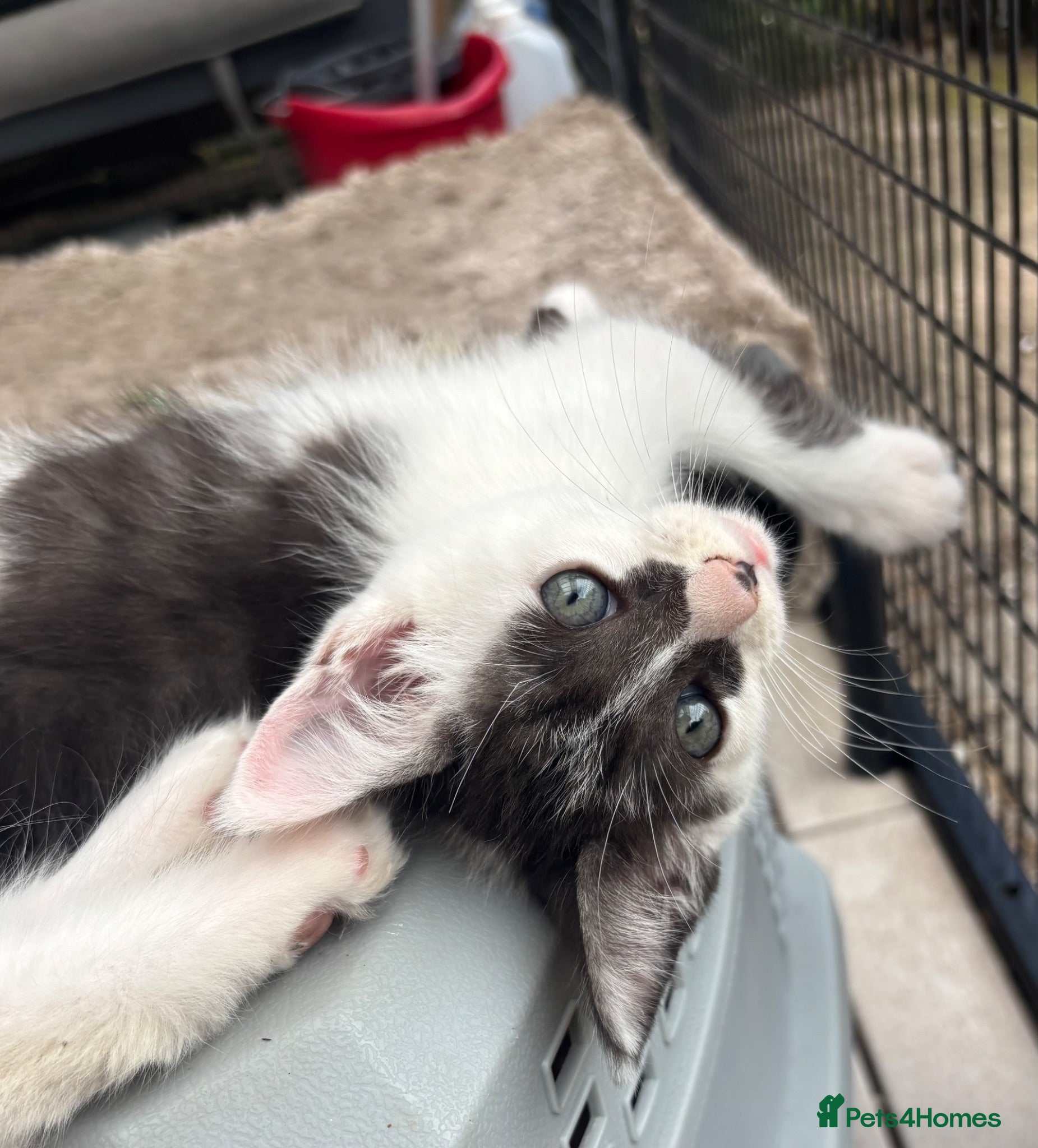 Mixed Breed cats MAINE COON CROSS KITTENS  - Advert 2