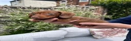 Miniature Dachshund dogs for sale: Beautiful Miniature Dachshund Puppies Ready 🐾  - Advert 10