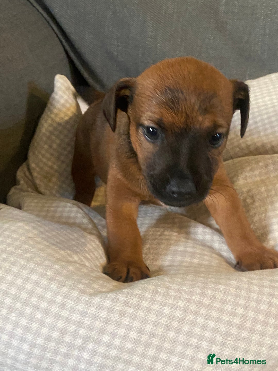 Jack Russell dogs for sale: Stunning Jack Russell Puppies - Advert 7