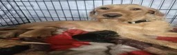 Mixed Breed dogs for sale: Beautiful Cavadoodle Puppies  - Advert 10