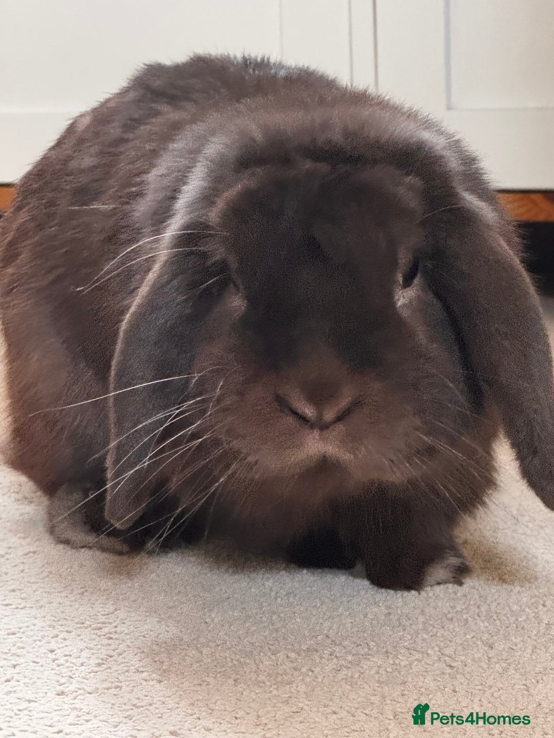 Mini Lop rabbits for sale: Beautiful mini lop rabbit  - Advert 4