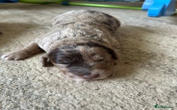 Cockapoo dogs for sale: Stunning F1 Cockapoo Puppies - Image 6