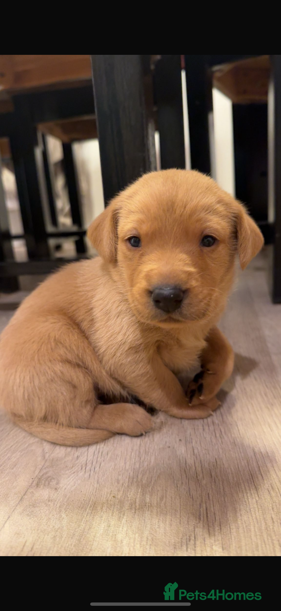 Labrador Retriever dogs for sale: Litter of 7 Fox Red Labrador Puppies - Advert 9