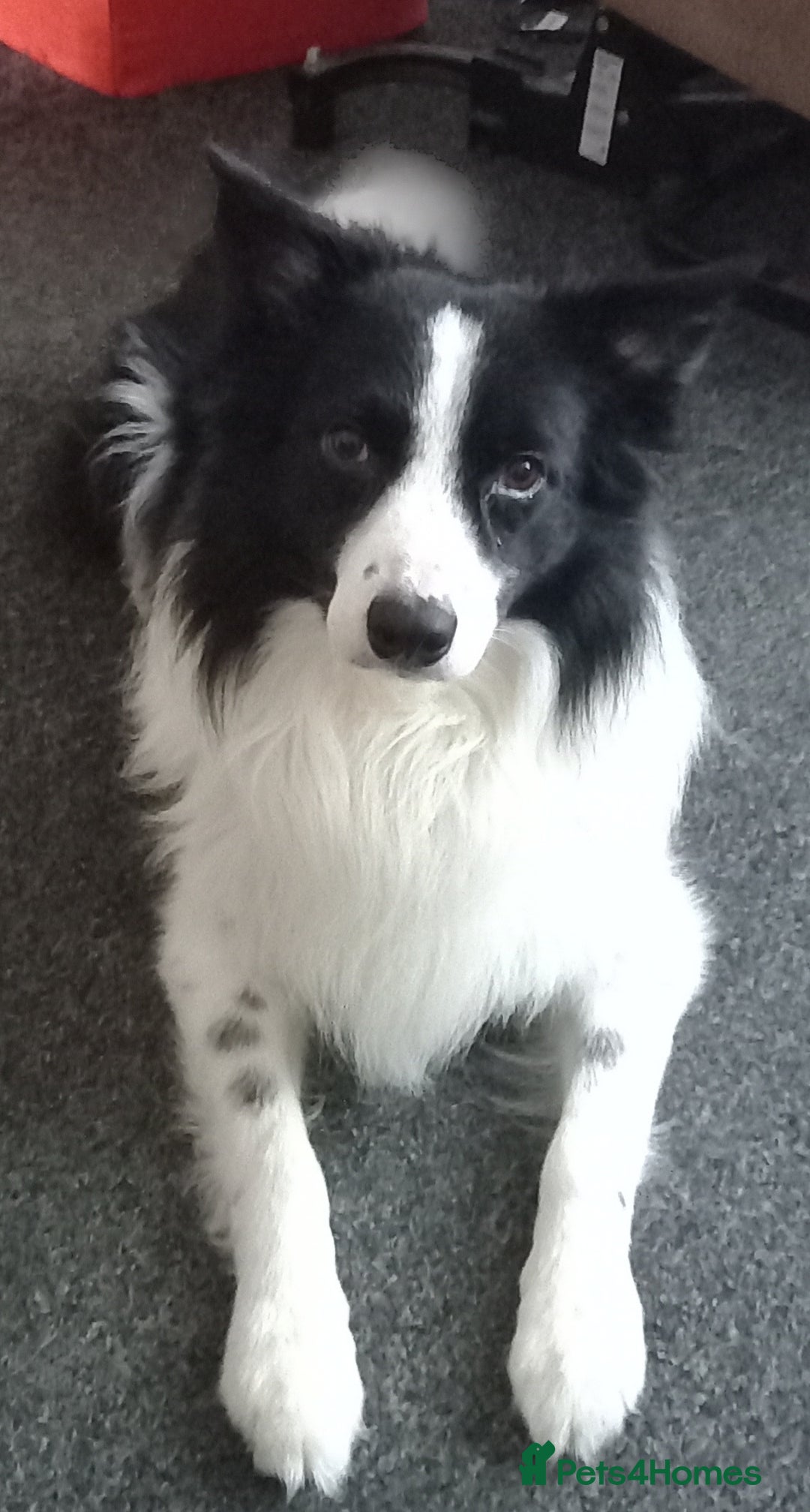Border Collie dogs for sale: Border Collies for sale - Image 13
