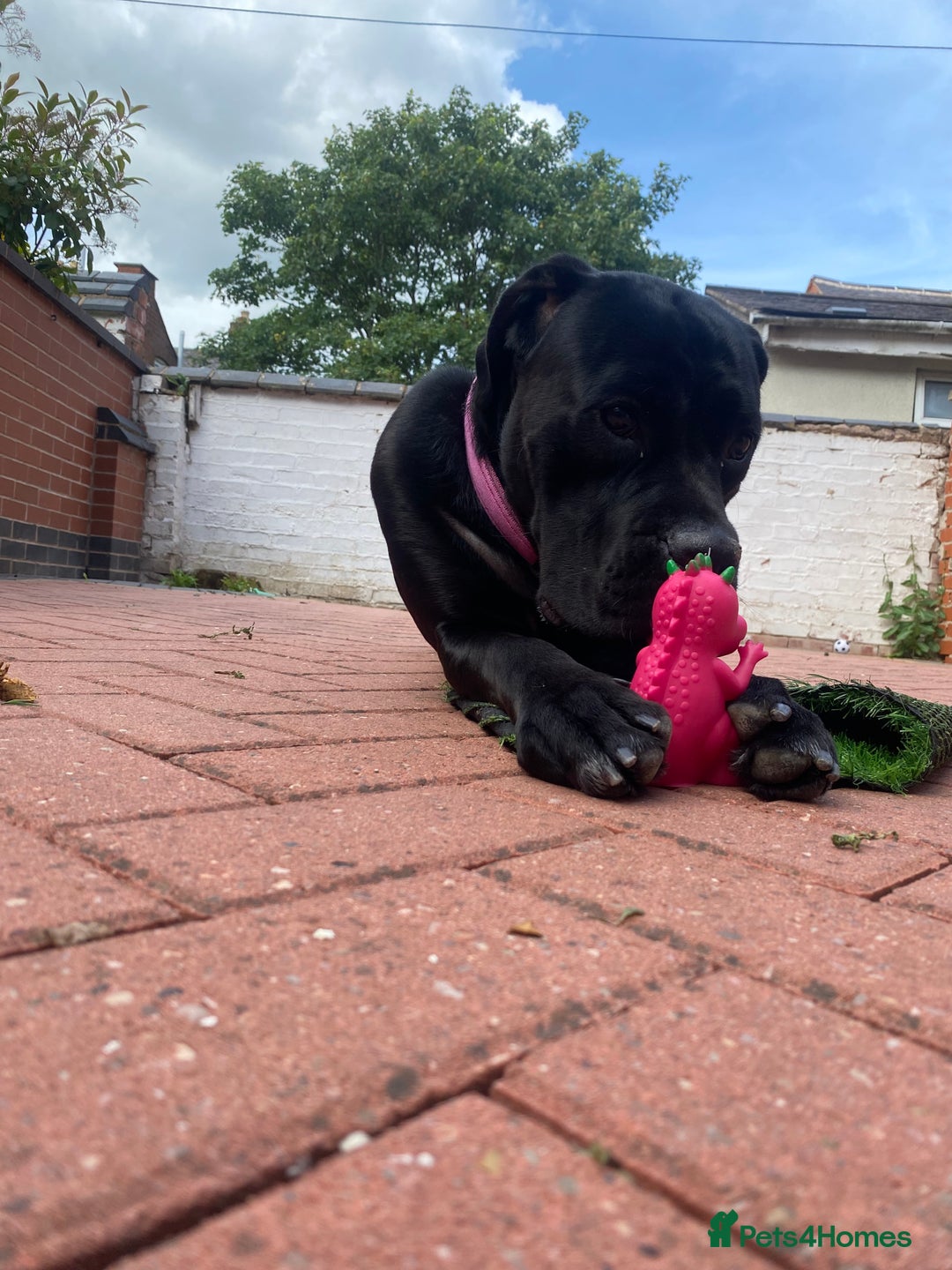 Cane Corso dogs for sale: Denver - Image 1