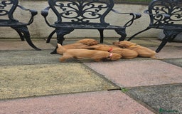 Labrador Retriever dogs for sale: Stunning fox red labrador puppies for sale - Image 11