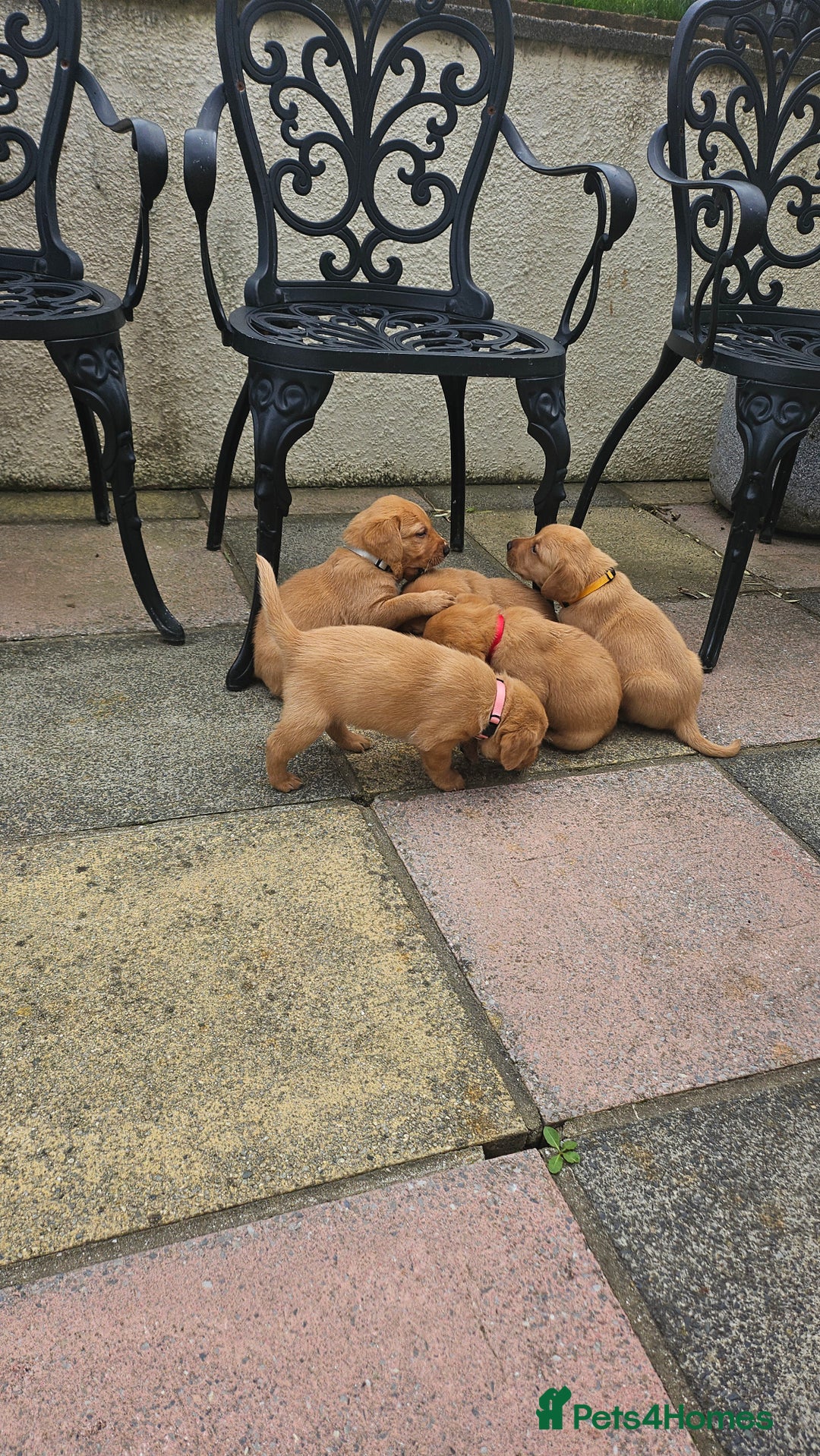 Labrador Retriever dogs for sale: Stunning fox red labrador puppies for sale - Image 11