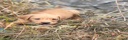 Labrador Retriever dogs for sale: 7 gorgeous kc Labrador puppies - Advert 9