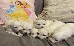 Maltese dogs for sale: Stunning Purebred Maltese Puppies Ready 17th Sept - Image 9
