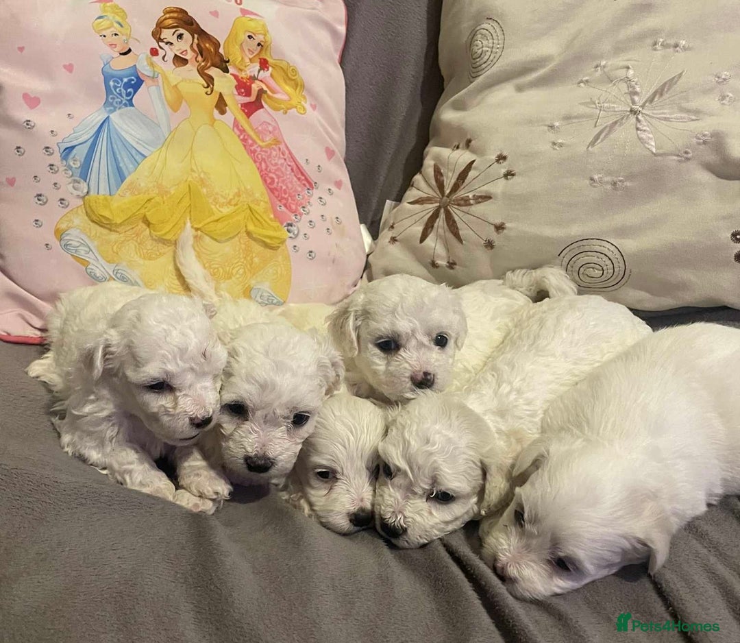 Maltese dogs for sale: Stunning Purebred Maltese Puppies Ready 17th Sept - Image 9