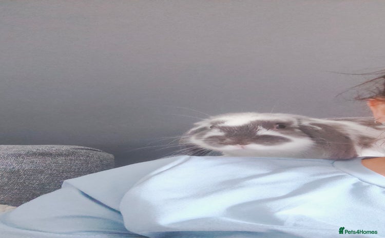 Dwarf Lop rabbits - Advert 15