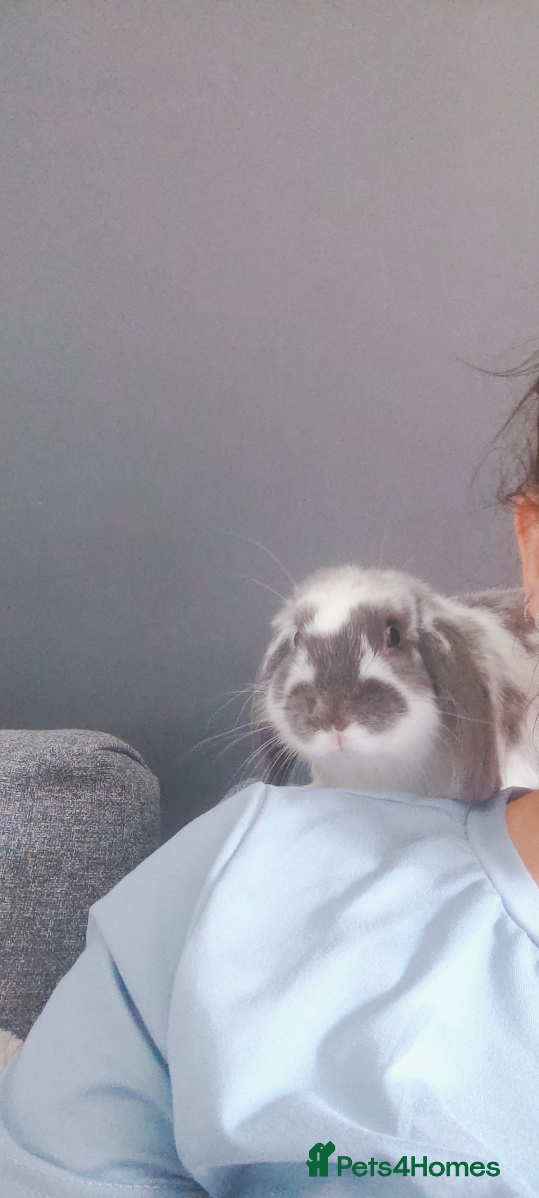 Dwarf Lop rabbits for sale: Dwarf lop - Image 1