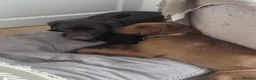 Labrador Retriever dogs for sale: Labrador puppies  in Rugeley - Advert 11