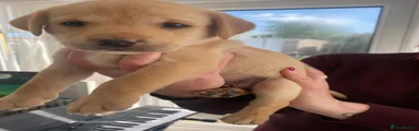 Labrador Retriever Puppy 1