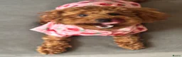 Toy Poodle dogs for sale: Loving home wanted for My Beautiful Toy Poodle💖 - Advert 6