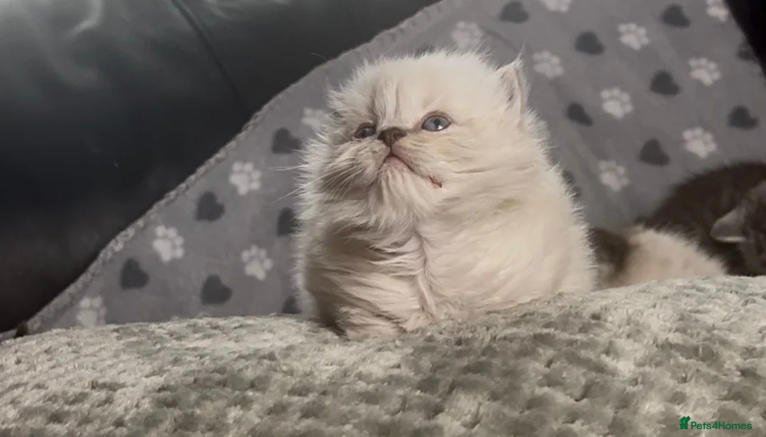 British Shorthair cats for sale: Beautiful rainbow 🌈 litter of bsh kittens  - Advert 6