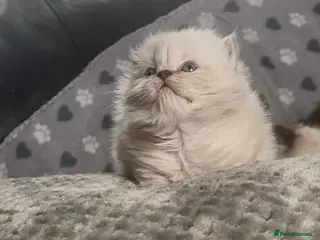 British Shorthair cats Beautiful rainbow 🌈 litter of bsh kittens - Advert 1