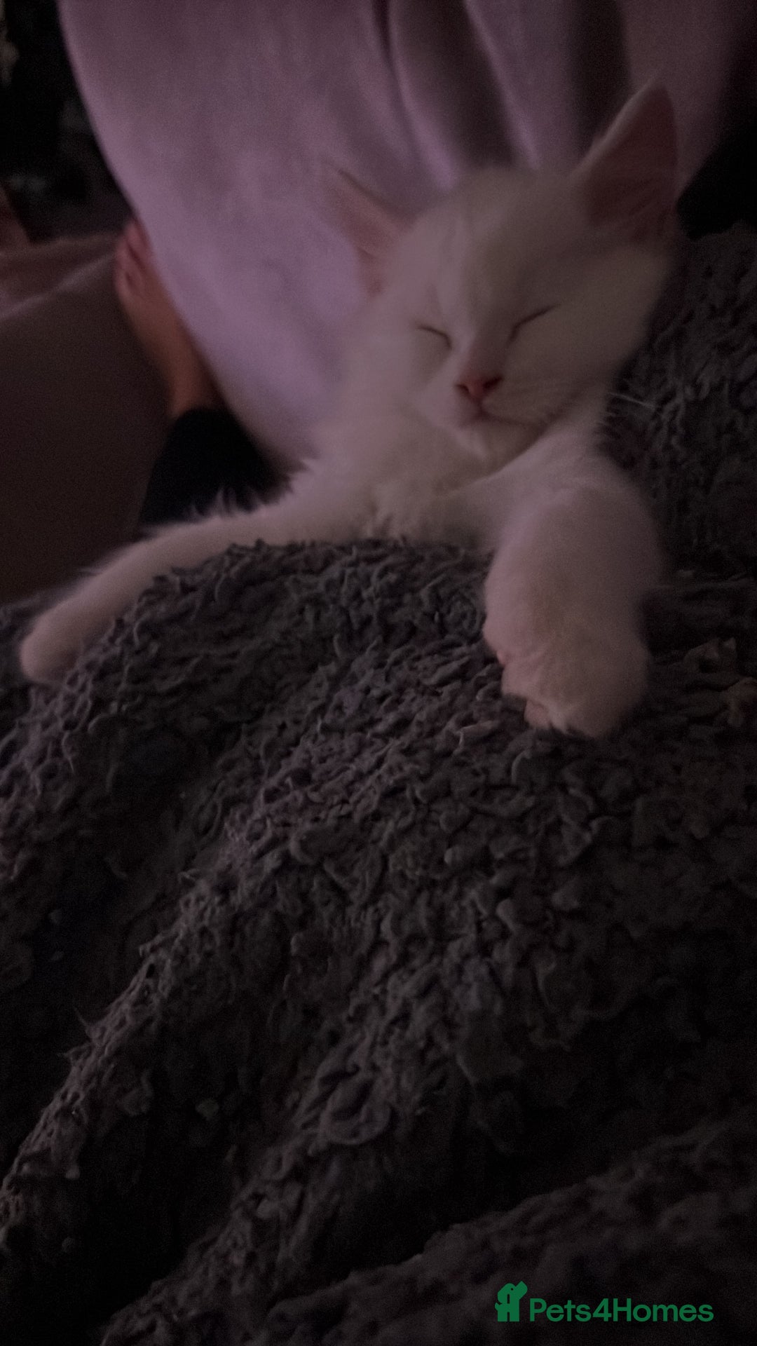 Maine Coon cats for sale: 2 odd eye male Mainecoon and 1 female smoke kitten - Advert 11