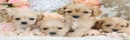 Cavapoo dogs for sale: *HEALTH TESTED*  F1 Cavapoos - Advert 11