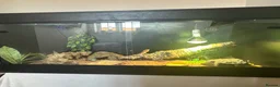 Bearded Dragon reptiles for sale: beautiful breaded dragon with set up  in Tring - Advert 3