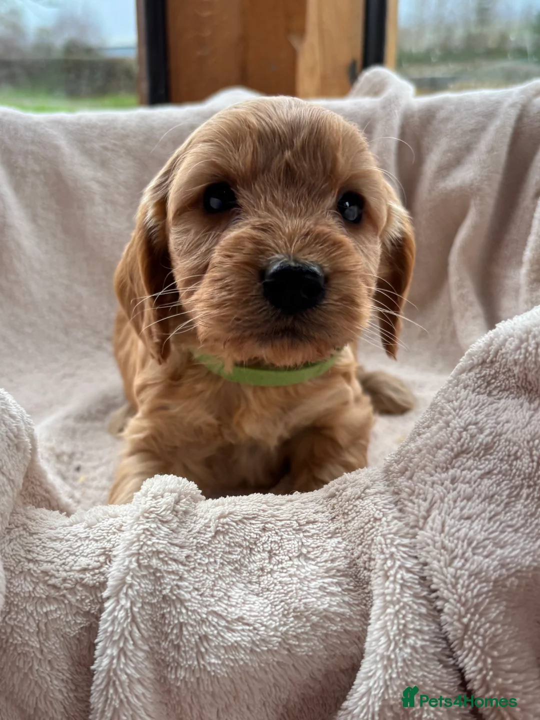 Cockapoo dogs for sale: Gorgeous F1 Cockapoo Puppies DNA Tested Parents - Advert 9