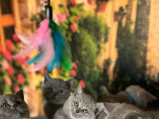 British Shorthair cats Beautiful British shorthair kittens 🐱 🥰 - Advert 3