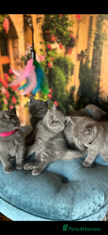 British Shorthair cats Beautiful British shorthair kittens 🐱 🥰 - Advert 1