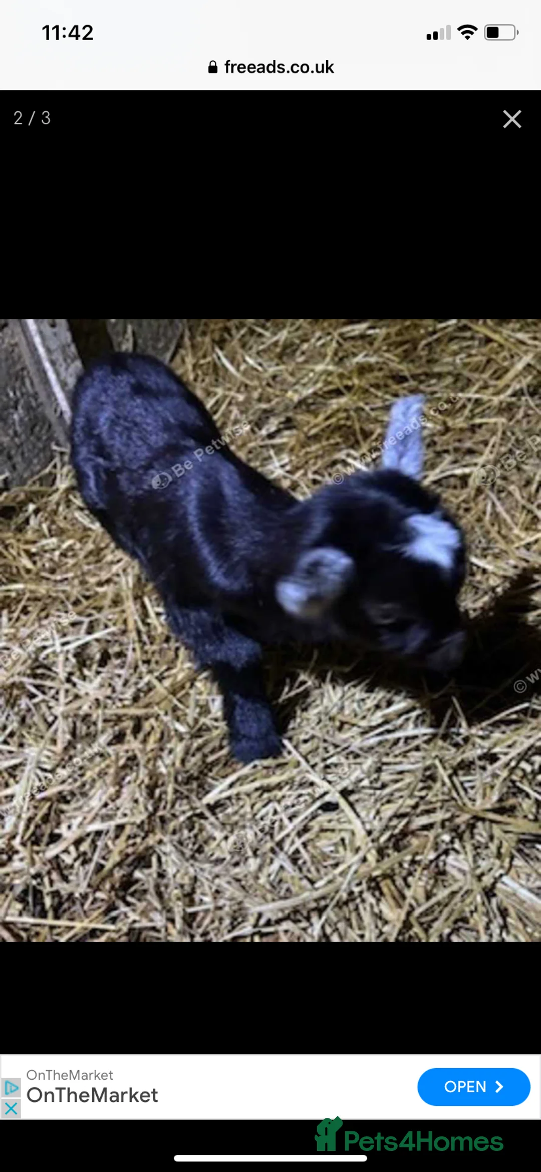 Goats livestock for sale: NEW BORN BOTTLE FED BABIES AND YOUNG NANNIES  - Advert 14