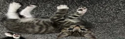 Mixed Breed cats for sale: 4 beautiful kittens, ready today, amazing mix  - Advert 21