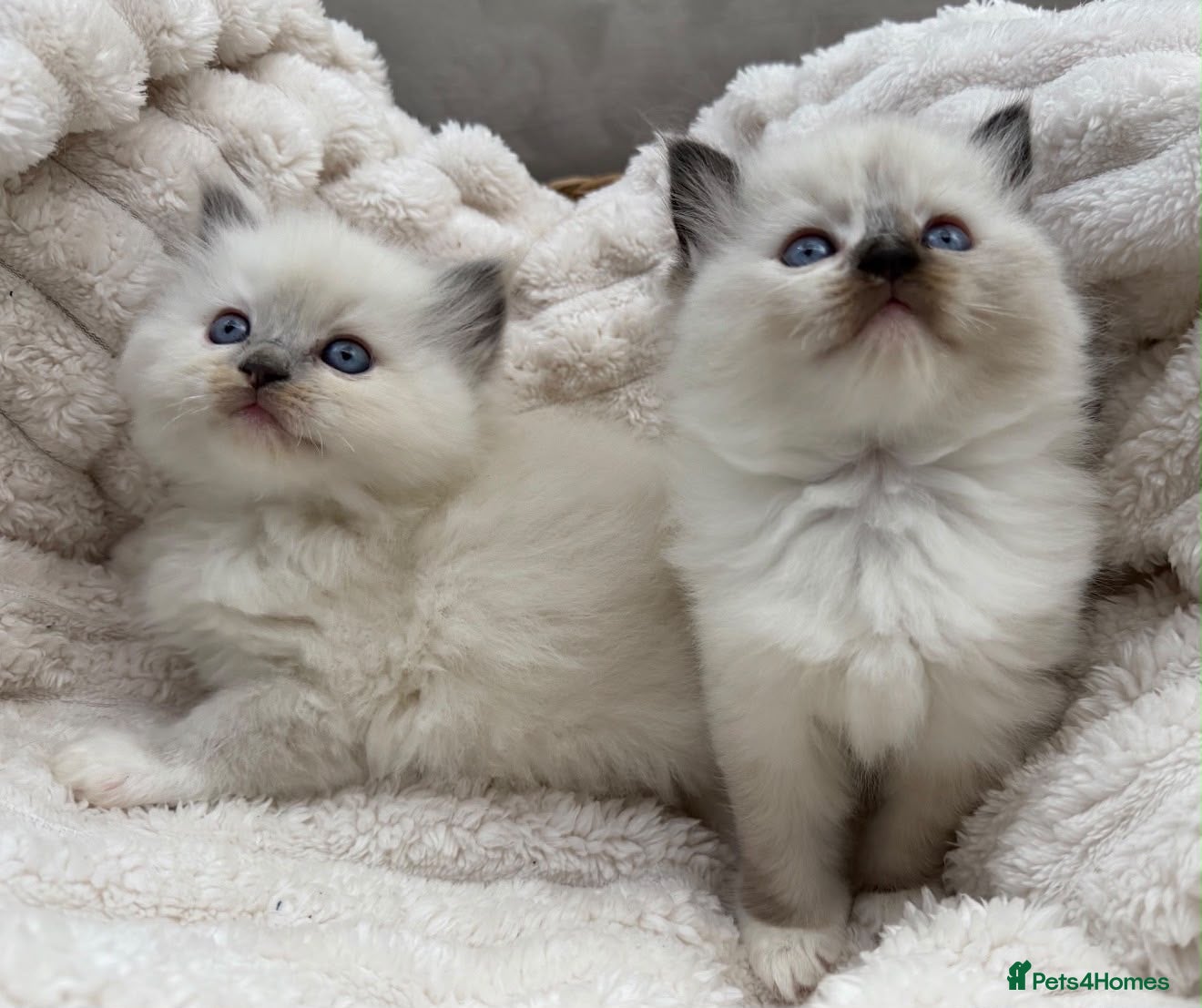 Ragdoll cats 💎 TORTED GCCF Ragdoll Kittens💎 - Advert 1