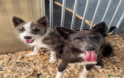 Mixed Breed dogs for adoption: Meet Fox, currently residing in Essex  - Image 3